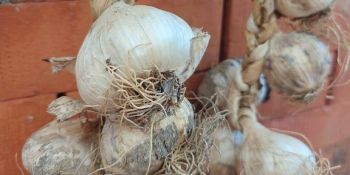 Dalla Calabria quattro nuovi Presìdi Slow Food a Terra Madre