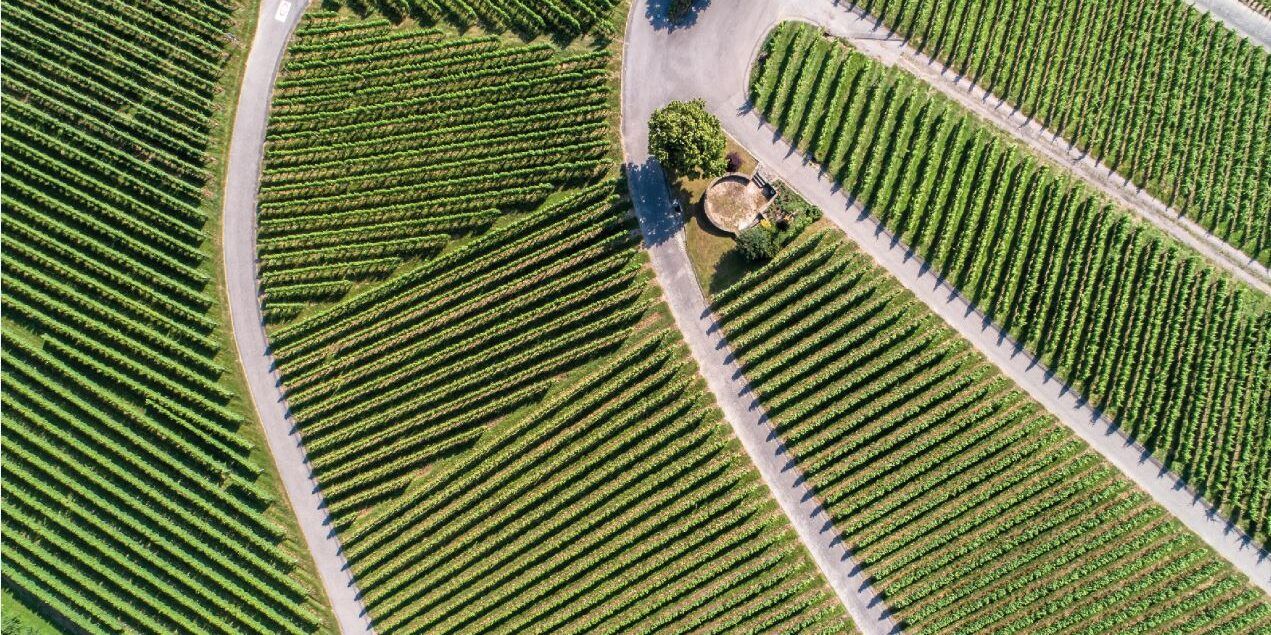 Eccellenze lametine: un distretto sostenibile per il futuro del cibo