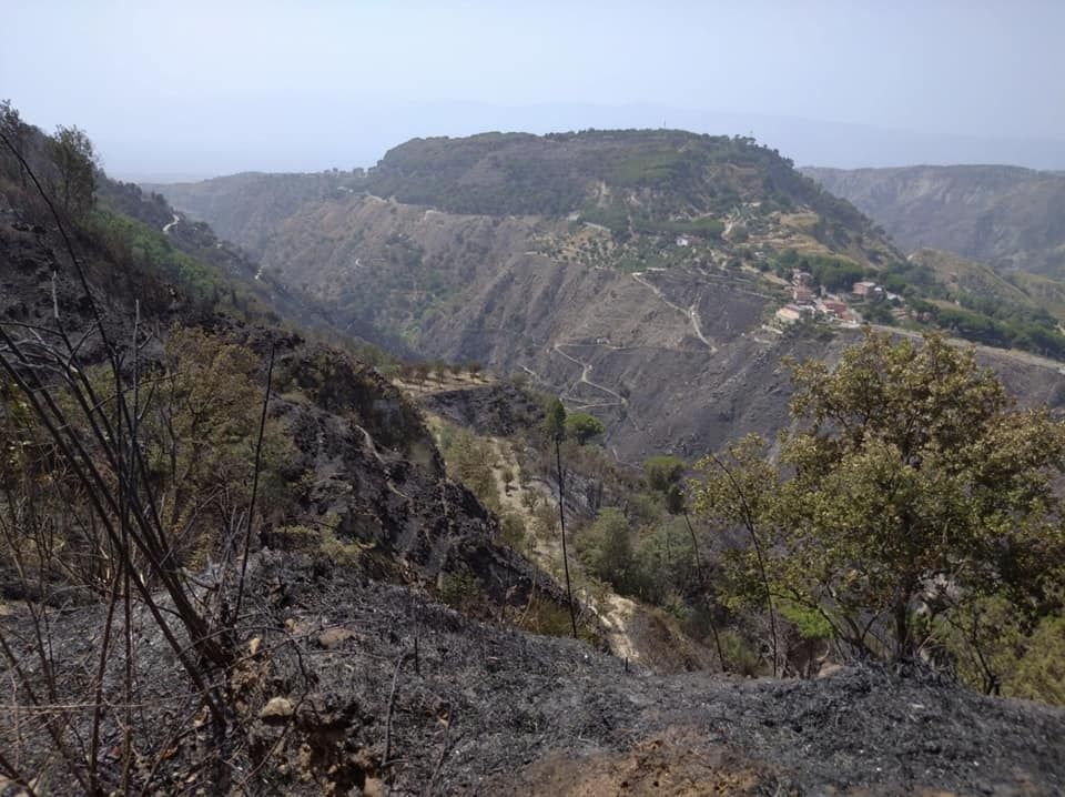 «Soltanto i pastori possono salvare i boschi dell’Aspromonte dagli incendi»