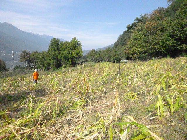 Coldiretti, allarme cinghiali: «Urgente legge regionale»