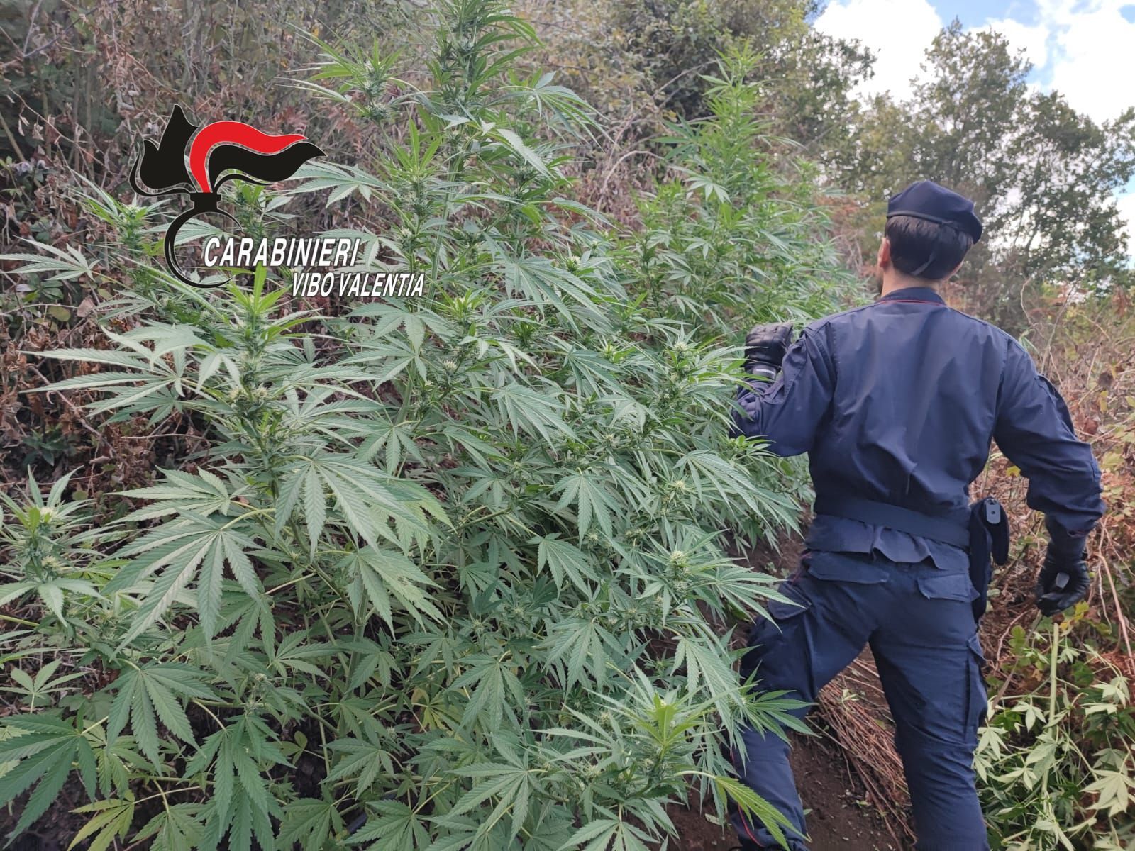 A San Pietro di Caridà una “cattedrale verde” della droga: distrutte oltre 1600 piante di cannabis