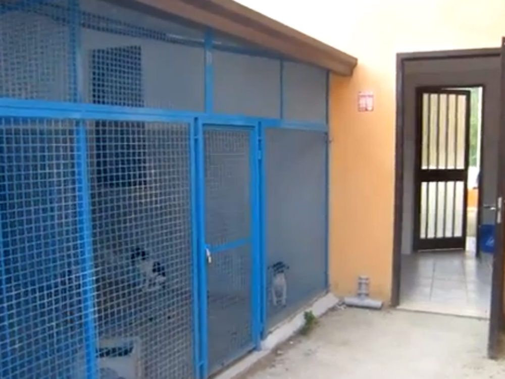 Canile di Donnici, dopo i video l`Oipa sospende un volontario