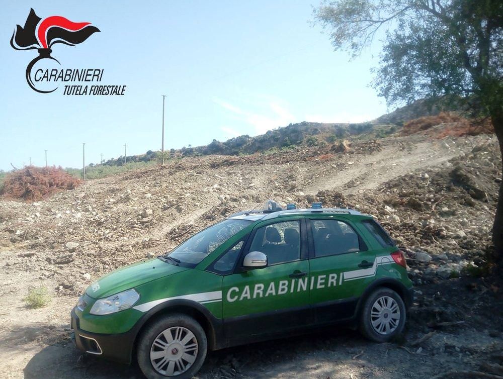 Distrutto un bosco di cinque ettari a Paludi, due denunce