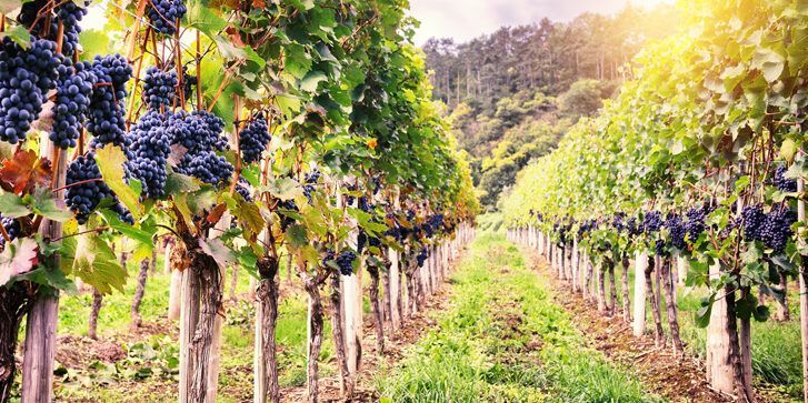 Settore vitivinicolo, in arrivo dalla Regione oltre un milione di euro