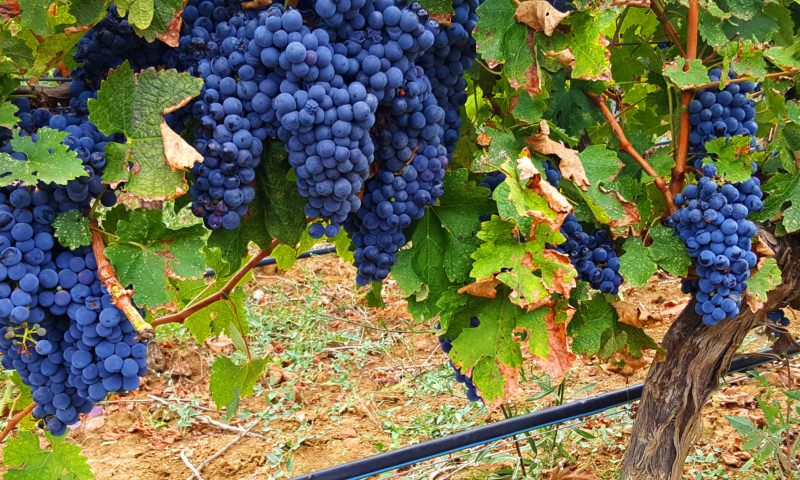 Gallo: «in arrivo 2 milioni per le aziende vitivinicole»