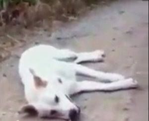 Uccisero un cane e postarono video, a processo 4 giovani