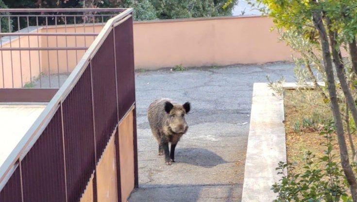 C’è un cinghiale nel cortile della scuola, lezioni sospese a Catanzaro