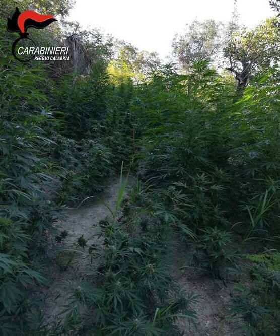 Bianco, i Carabinieri estirpano una piantagione di marijuana