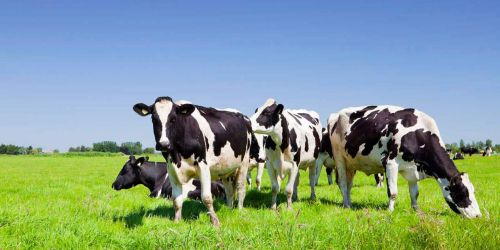 zootecnia confagricoltura