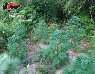 Scoperte due piantagioni di marijuana nel Reggino