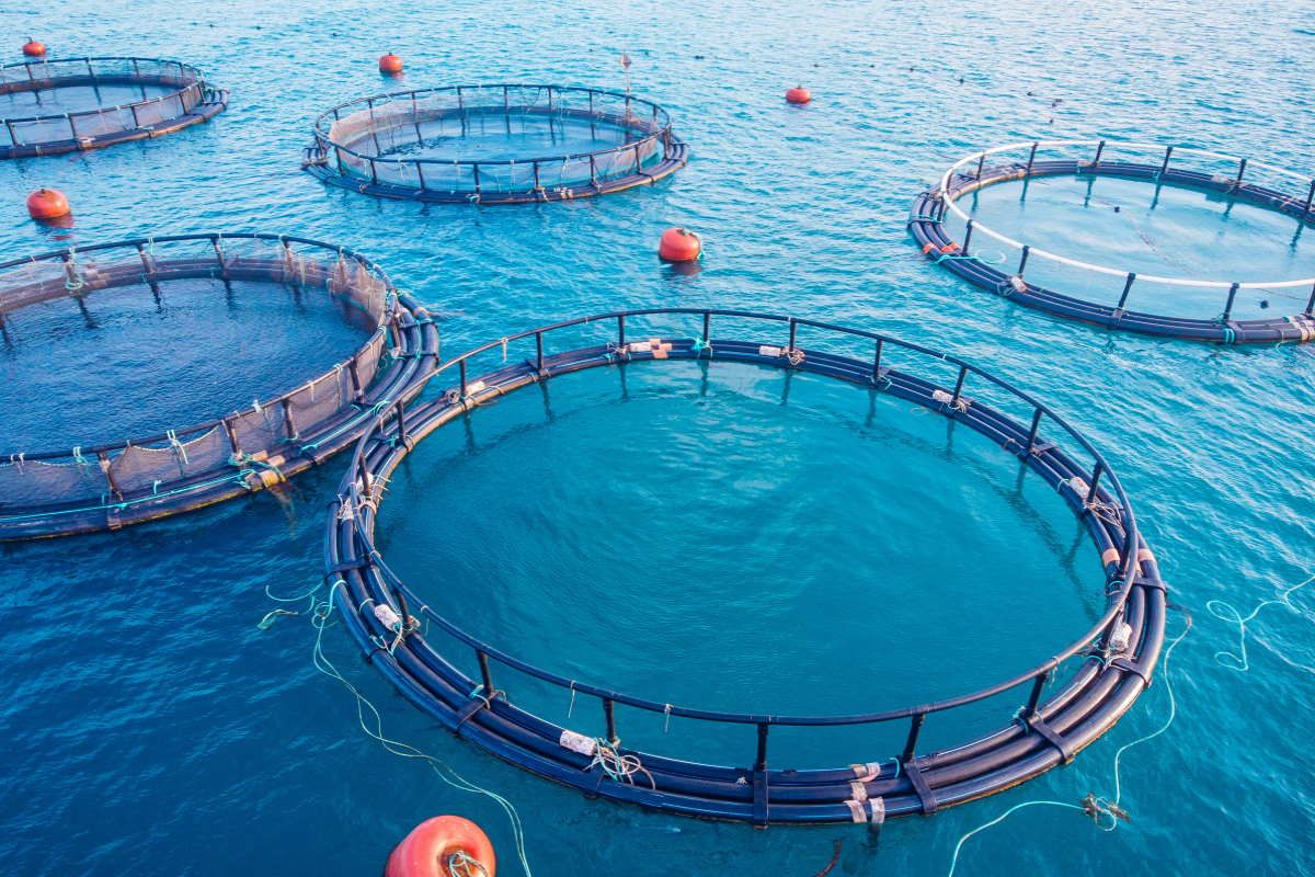 Confagricoltura: «Consumi e fatturato dell’itticoltura sono in crescita»