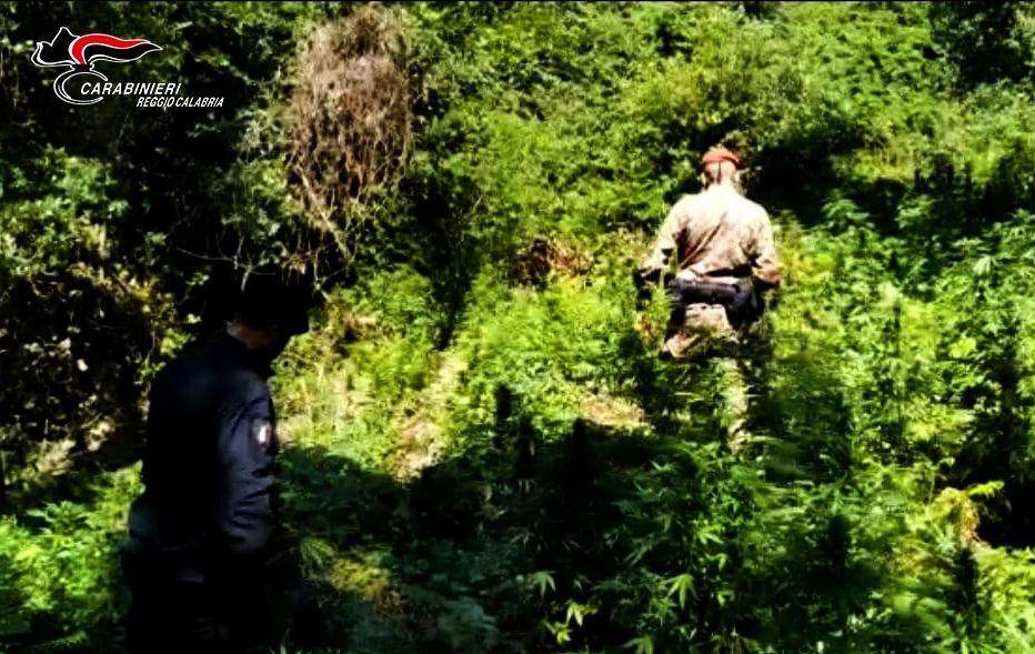 Cinquefrondi, scoperta piantagione di marijuana sull’altopiano della Limina