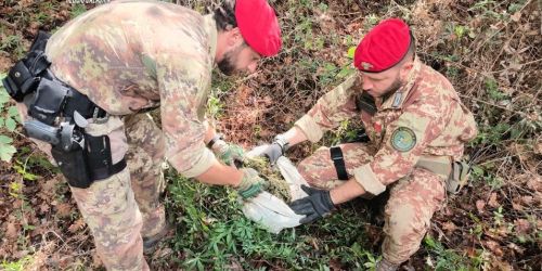 piantagioni antidroga locride aspromonte