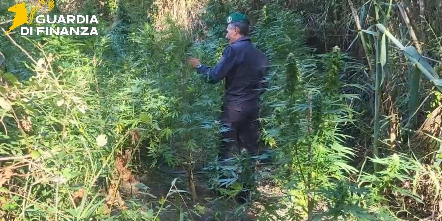 Catanzaro, scoperte e sequestrate due vaste piantagioni di canapa indiana ricadenti sul fiume Corace – VIDEO