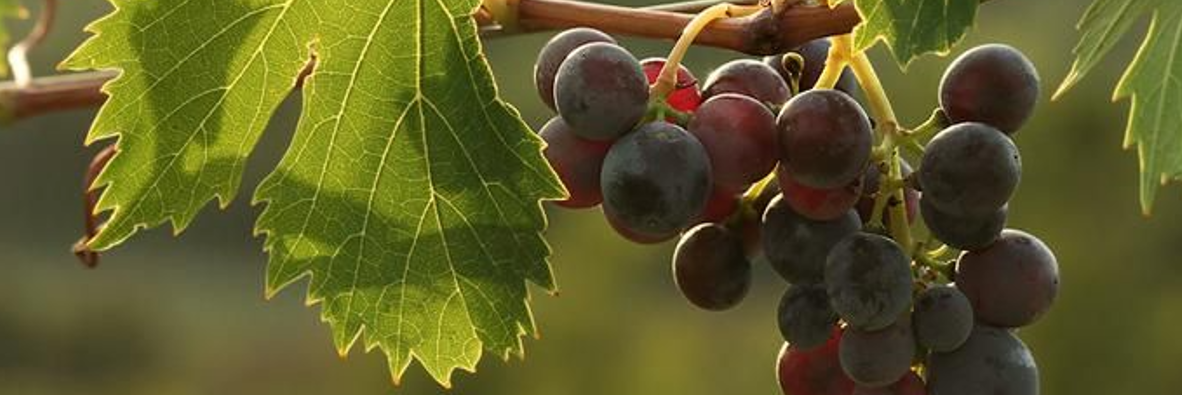 Vendemmia, Confagricoltura: «Preoccupazione per il mercato»