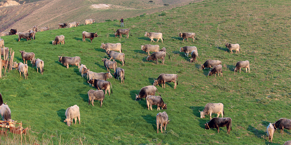 Allevamenti, differito al 31 dicembre l’uso dei terreni dedicati al pascolo