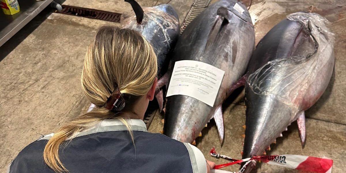 A Pizzo sequestrati tre esemplari di tonno rosso in una pescheria