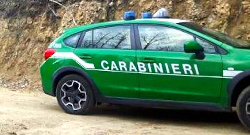 Rubano piante in una riserva naturale, quattro arresti