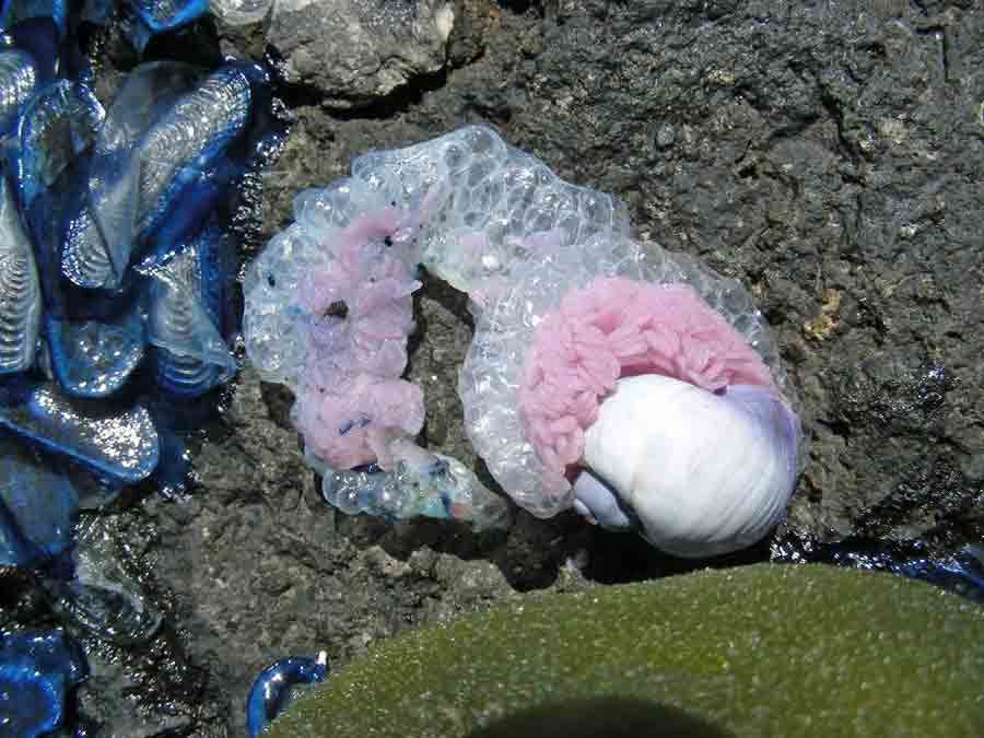 Rari organismi marini trovati in spiagga ad Amantea