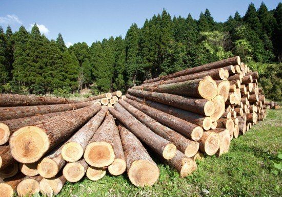 Il monopolio del taglio boschivo e «l’appoggio della Forestale» nella Sila degli Spadafora