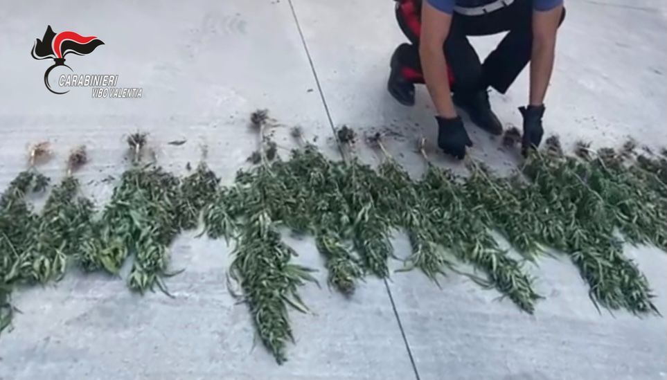 Vibo, sequestrate 140 piante di canapa a Longobardi. Ai domiciliari un 36enne – VIDEO