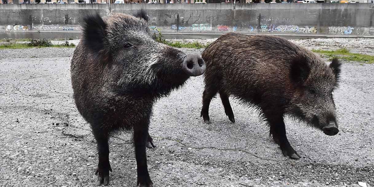 Branco di cinghiali a spasso per Catanzaro. L’assessore all’Ambiente scrive alla Regione