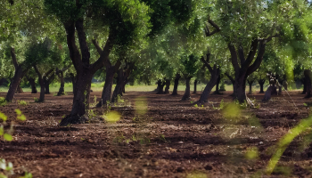 Olivicoltura calabrese sull’orlo della crisi