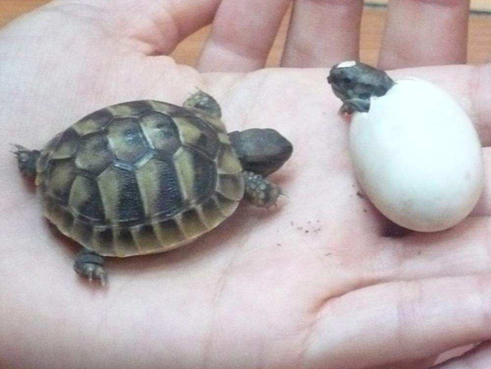 Tornano in mare due Caretta Caretta