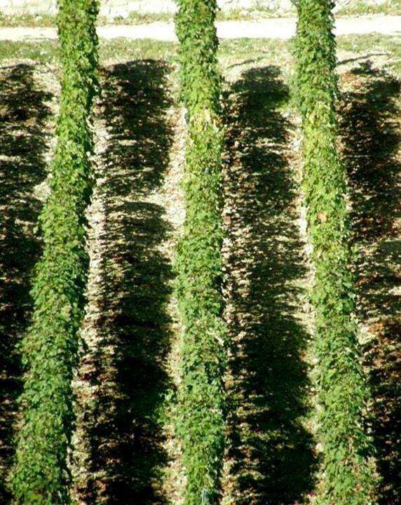 Agosto di vino, tra cene stellari e passeggiate a 6 zampe