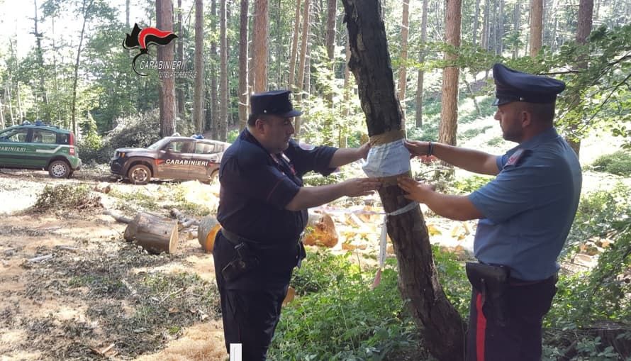 Taglio abusivo di 2,5 ettari di faggeto nel Lametino, una denuncia
