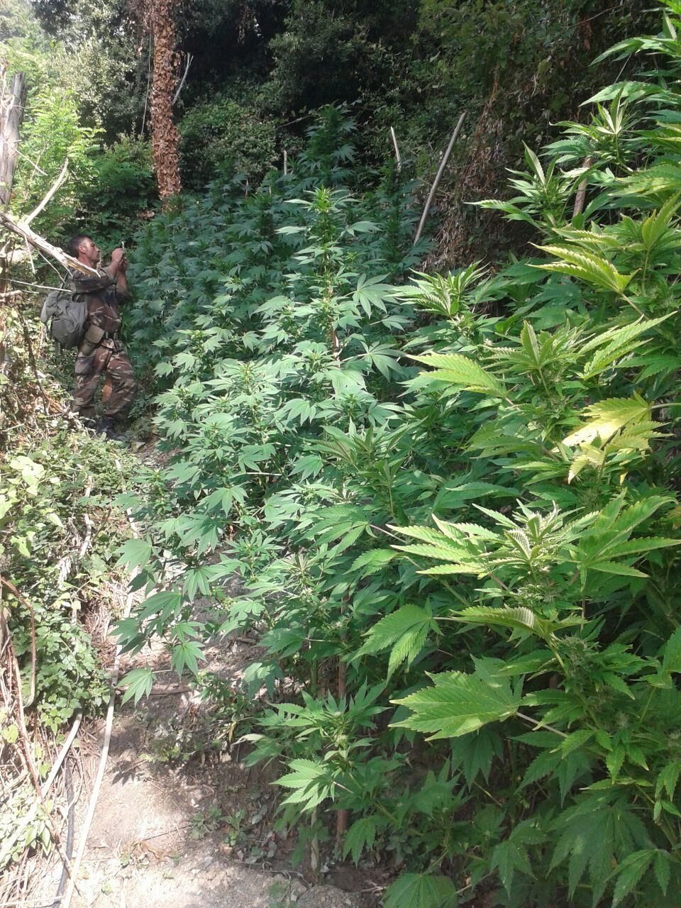 Lamezia, scoperta piantagione di canapa