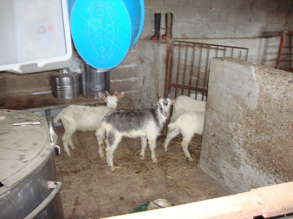 Scoperta una centrale di macellazione clandestina a Palizzi