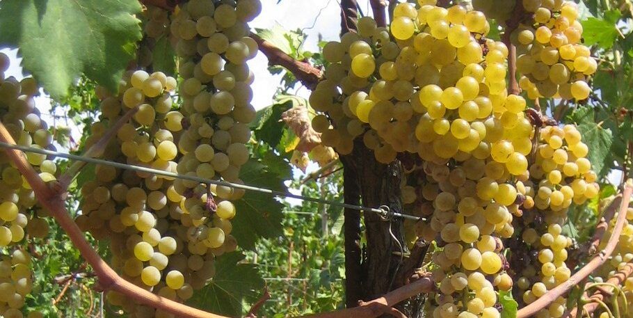 «Benvenuta vendemmia a Lamezia»