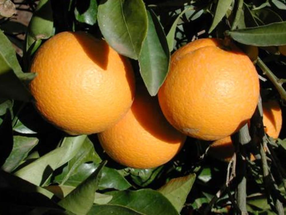 Agrumicoltori senz`acqua, protesta a Corigliano