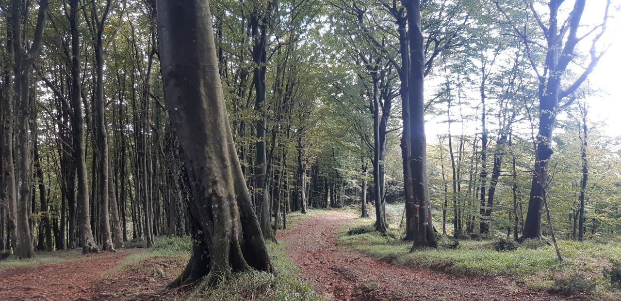 «La foresta di Monterosso messa a rischio dal progetto per l’installazione delle pale eoliche»