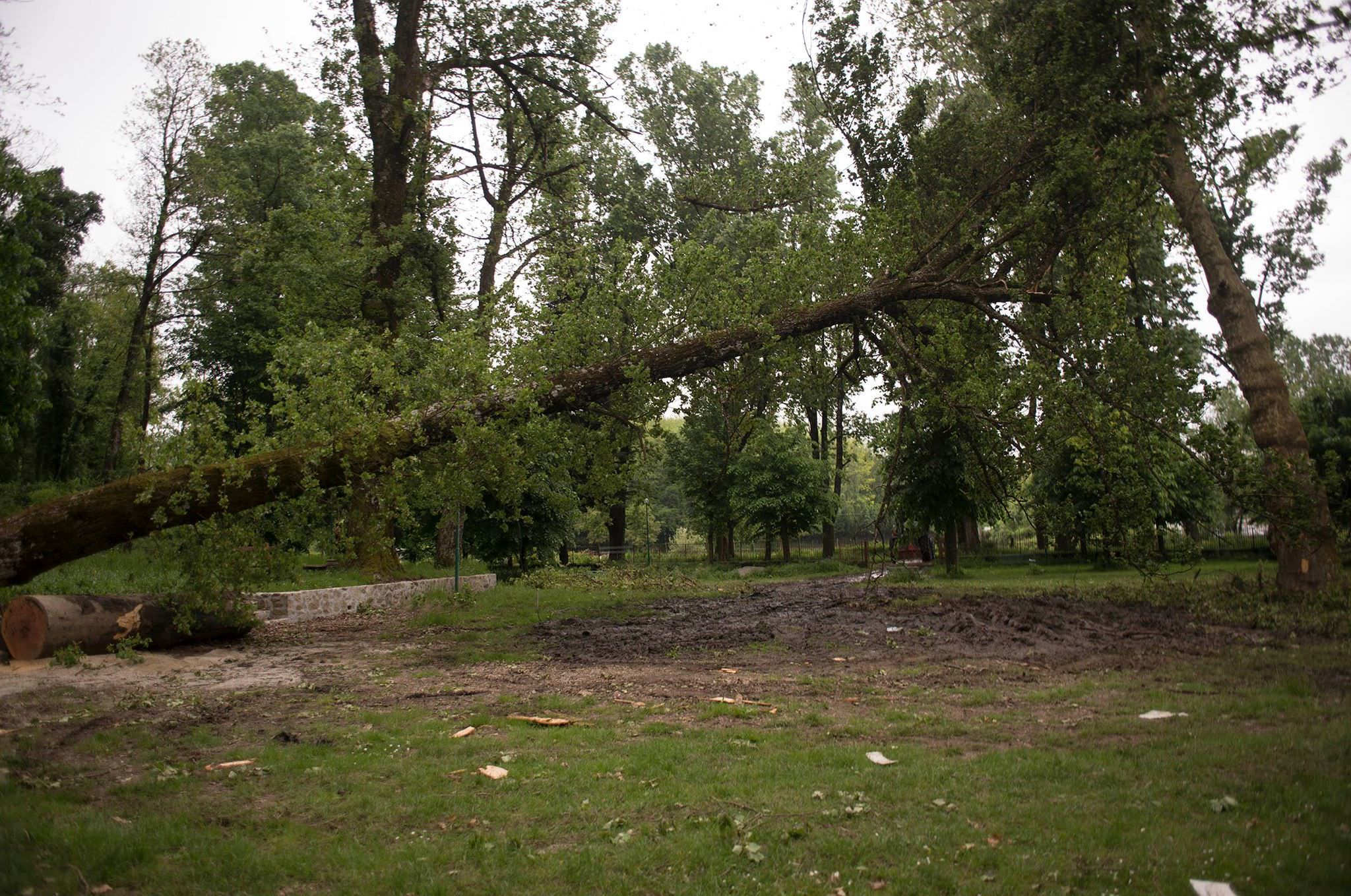 Tagliati alberi secolari, polemiche e indignazione a Serra San Bruno