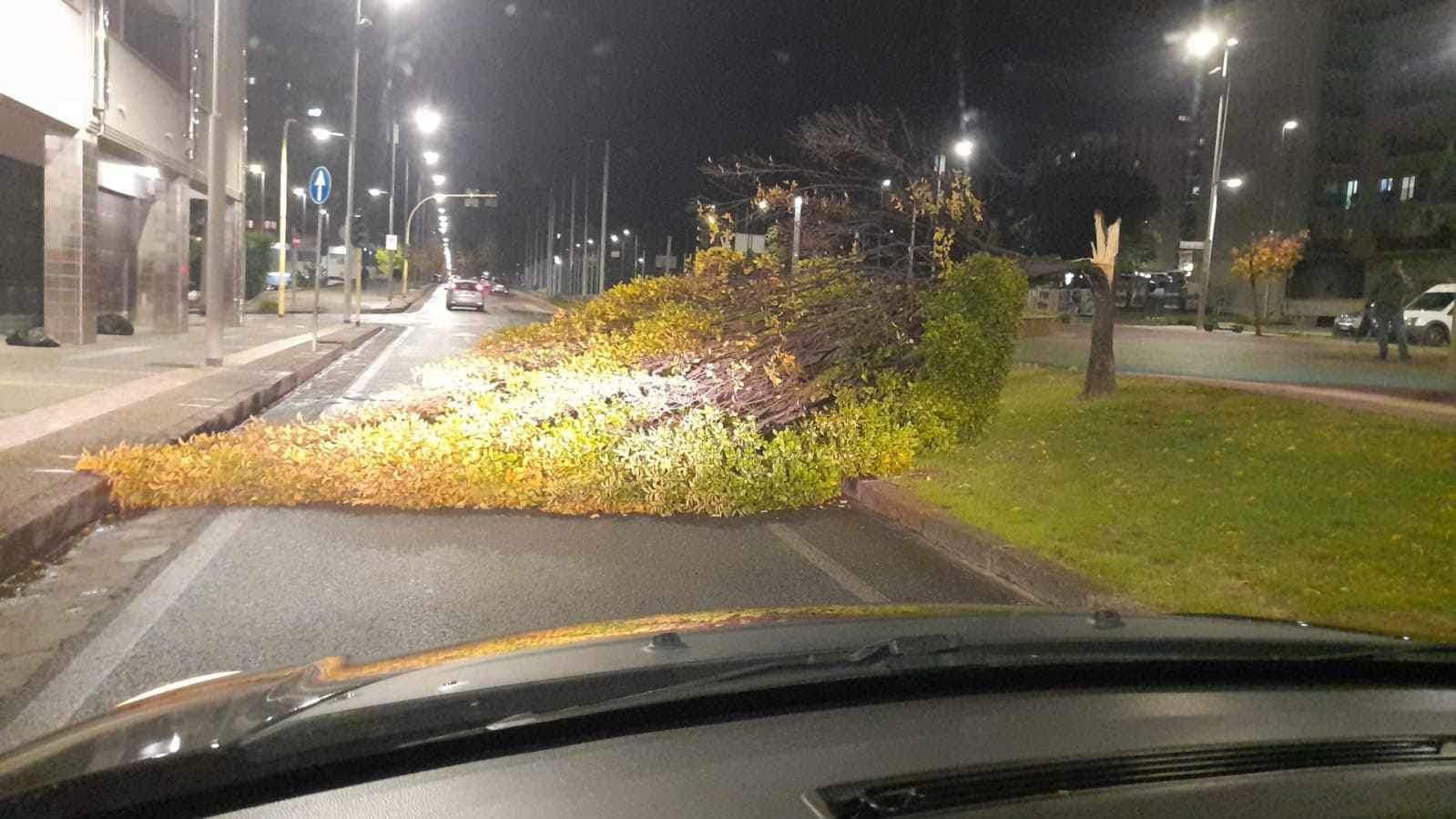 Forti raffiche di vento in Calabria, alberi caduti a Cosenza e Lamezia