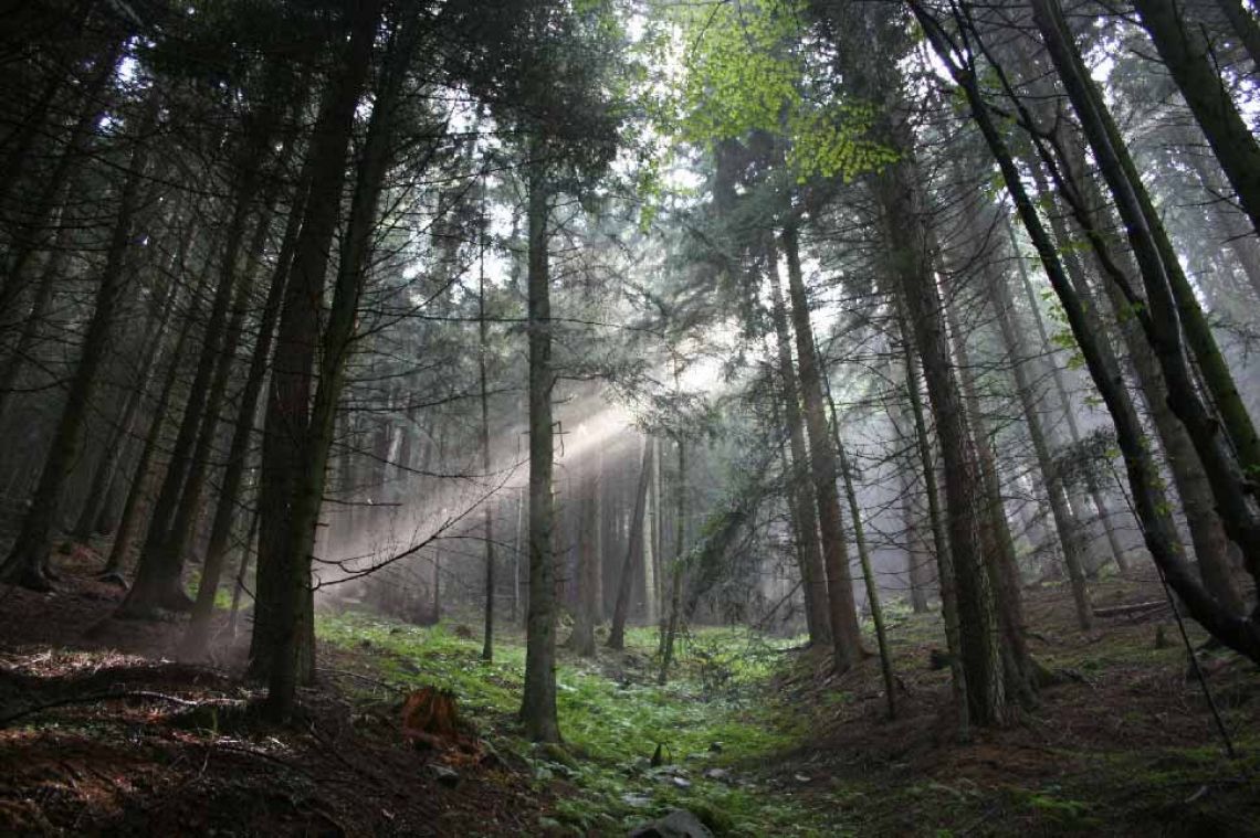 La Sila «foresta terapeutica»: le immersioni guidate sono un supporto sanitario