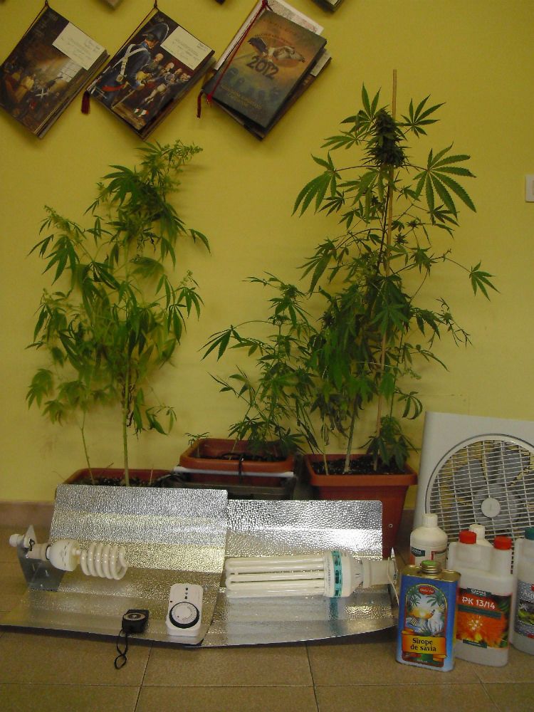 Reggio, scoperto laboratorio di cannabis