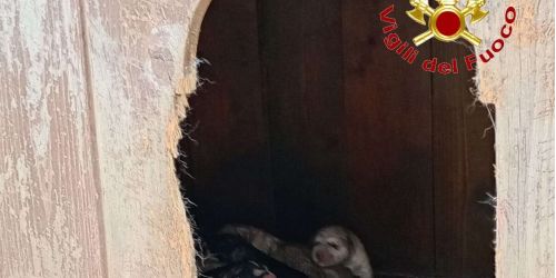 Partorisce all'interno di un tubo di scarico, Stella e i suoi cuccioli salvati dai vigili del fuoco nel Vibonese
