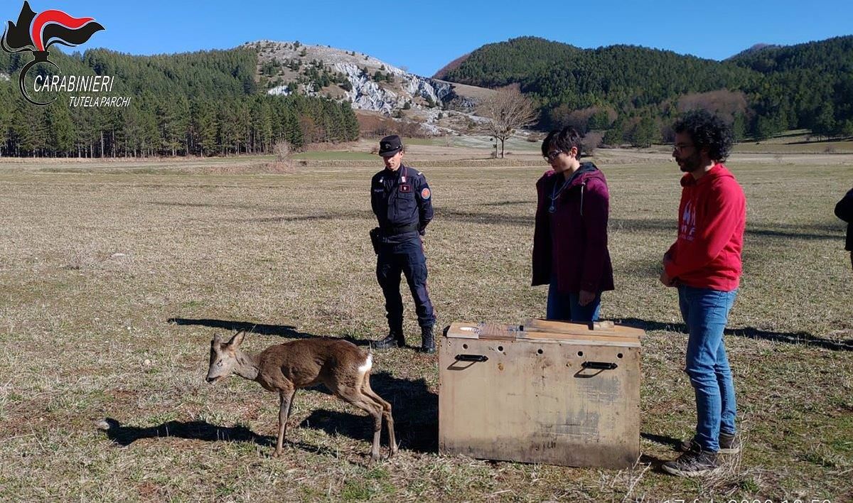Parco del Pollino, rimesso in libertà un capriolo ferito
