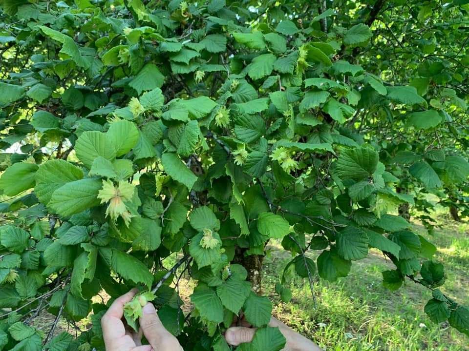 Rotiroti: «Per le nocciole sostegno regionale decisivo. In Calabria due strategie non contrapposte»