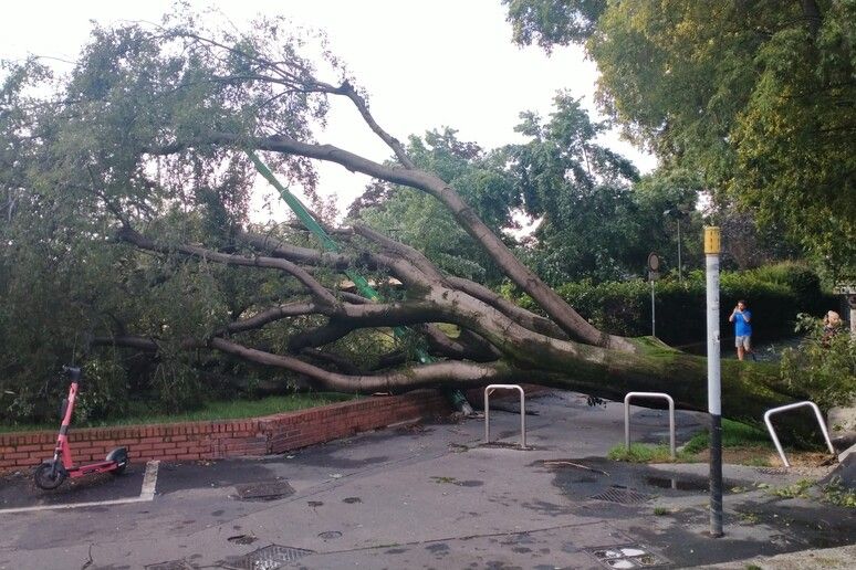 Tragedia in un campo scout, 16enne muore travolta da un albero