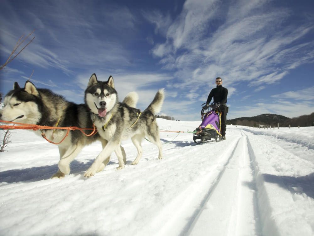 La traversata a quattro zampe