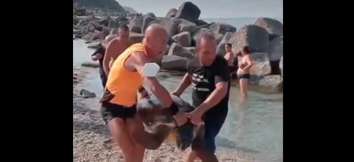 Belvedere Marittimo, bagnanti salvano una tartaruga marina. I complimenti di Occhiuto –  VIDEO