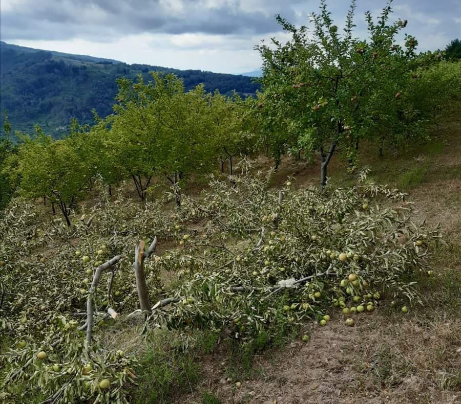 Intimidazione a Lamezia, ignoti tagliano oltre cento alberi da frutto. Nel mirino un imprenditore
