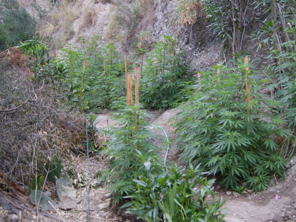 Famiglia di contadini coltivava canapa