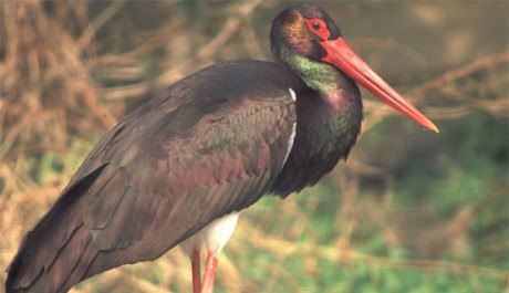 A Lamezia un raro esemplare di cicogna nera