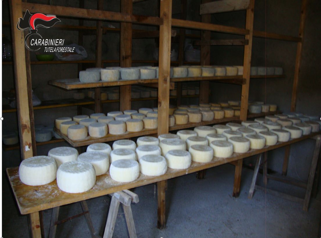 Centrache, sequestrate 250 forme di formaggi e 150 ricotte