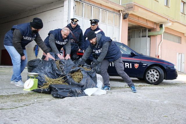 Aveva in casa oltre 30 chili di marijuana